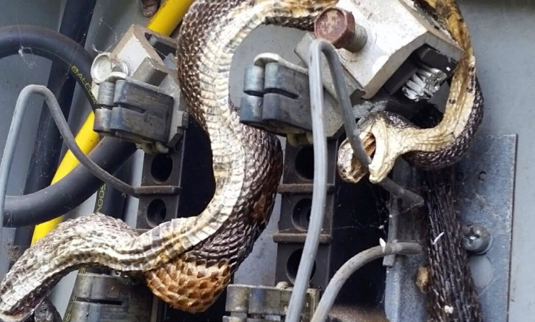 IR-Windows-AppNote-Transformer-snake.jpg