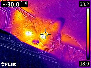 Red Panda (Thermal).jpg